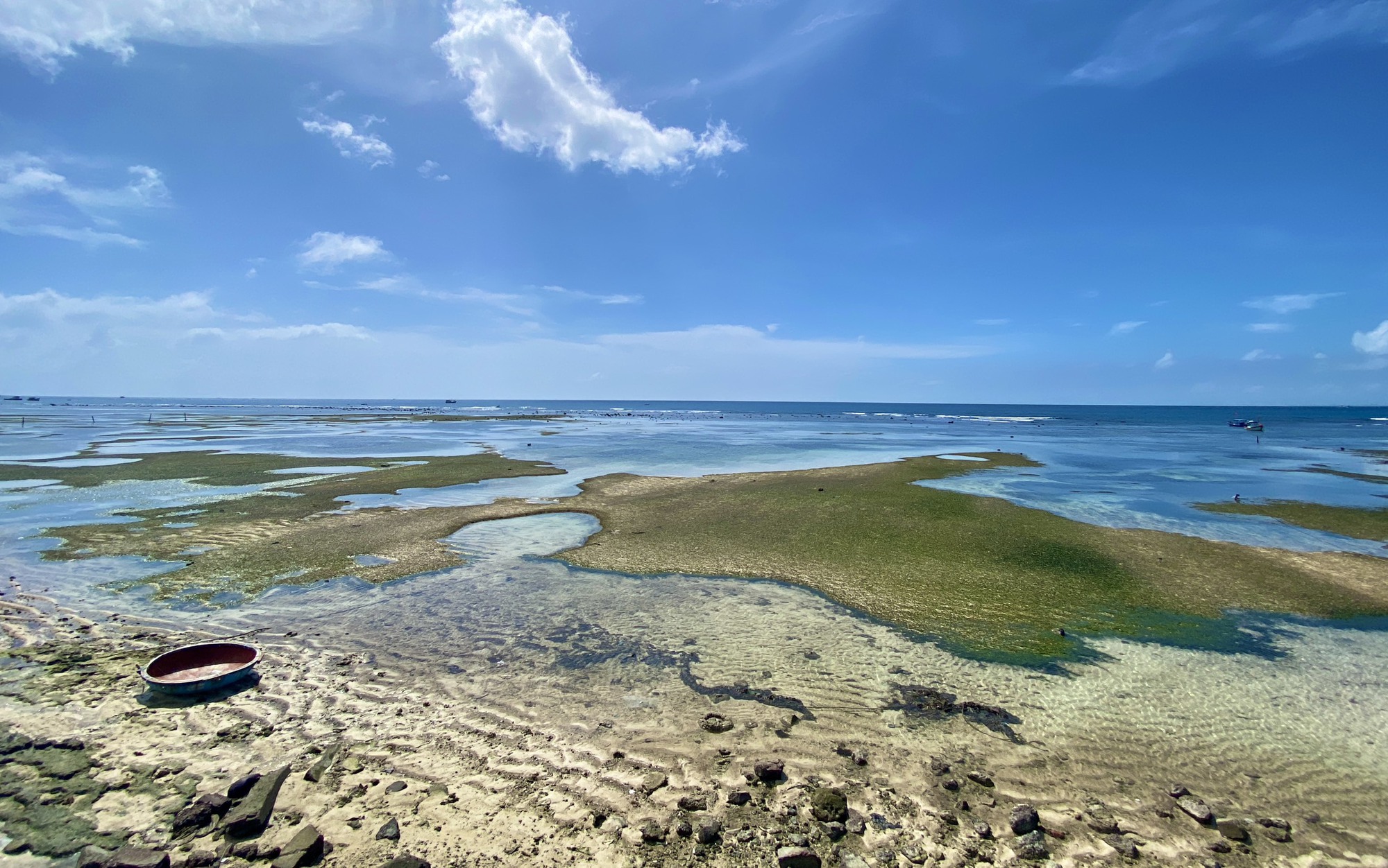 Rong mơ lá hẹ mọc ở gần bờ trên đảo Lý Sơn đẹp như một bức tranh - Ảnh 6.
