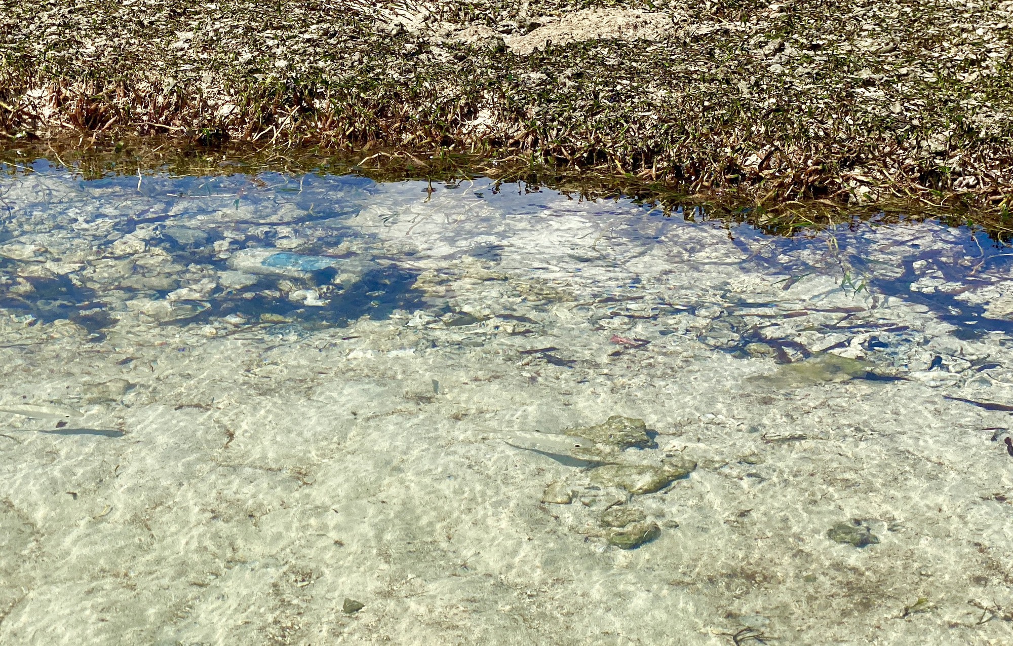 Rong mơ lá hẹ mọc ở gần bờ trên đảo Lý Sơn đẹp như một bức tranh - Ảnh 4.