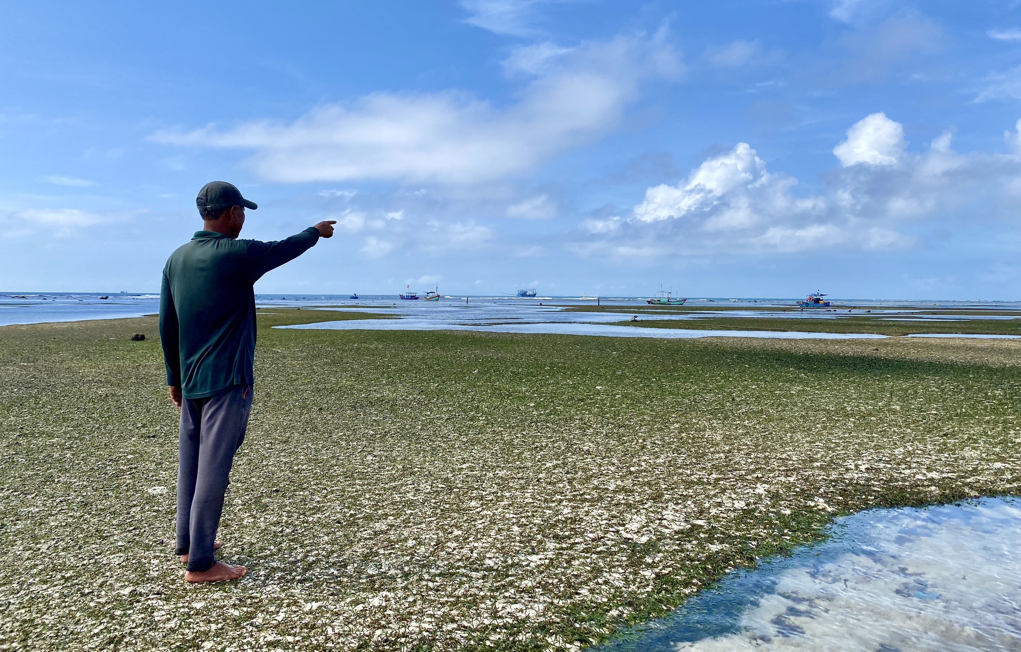 Rong mơ lá hẹ mọc ở gần bờ trên đảo Lý Sơn đẹp như một bức tranh - Ảnh 2.