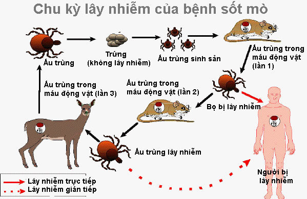 Nốt loét vùng kín cảnh báo bệnh nguy hiểm dễ bỏ sót - Ảnh 2.