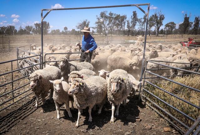 Khủng hoảng thịt cừu tại Úc, người chăn nuôi mang đi cho không - Ảnh 1.