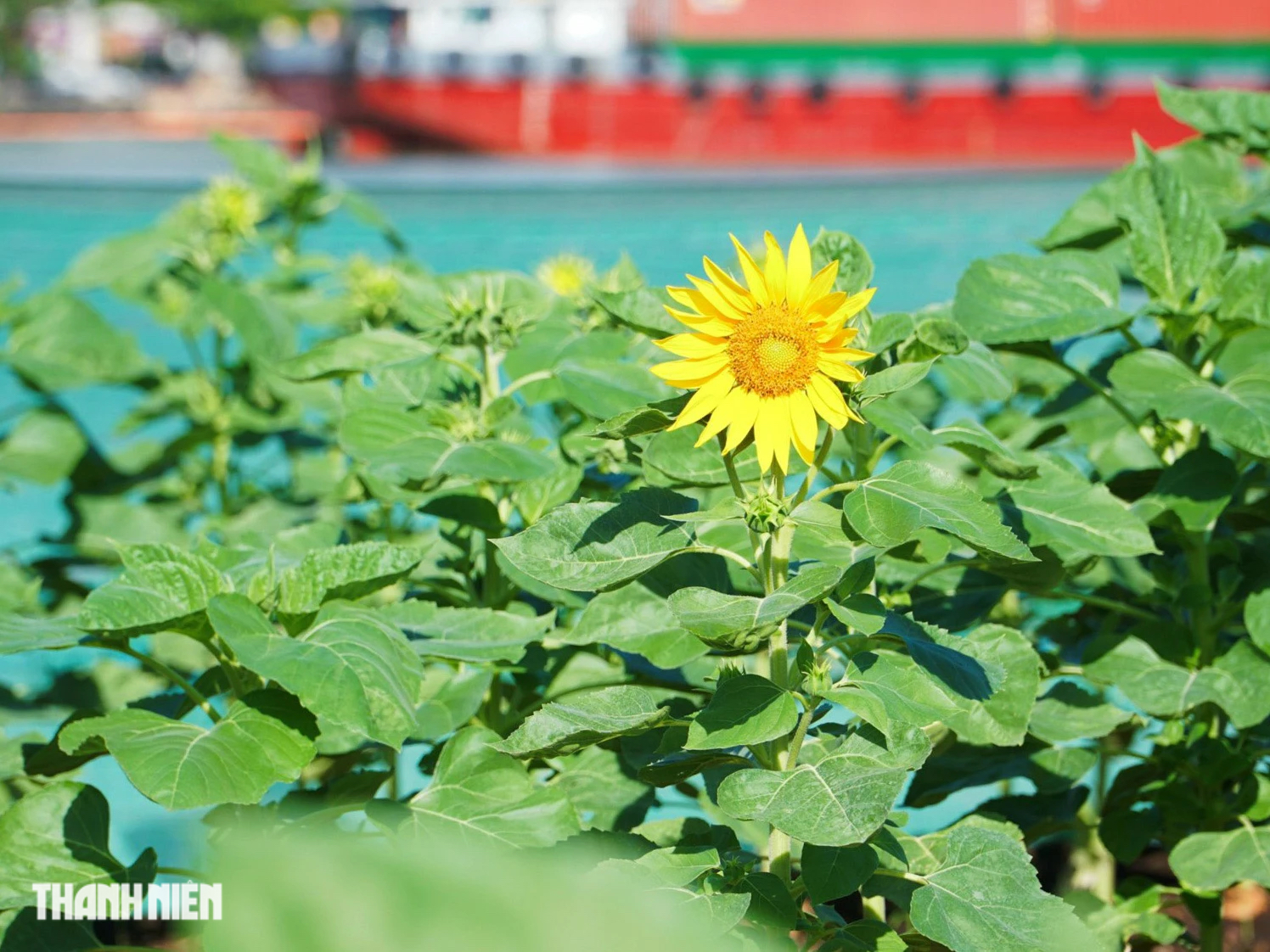 Vườn hoa hướng dương khổng lồ bên sông Sài Gòn sẵn sàng đón khách, chào năm mới 2024- Ảnh 2.