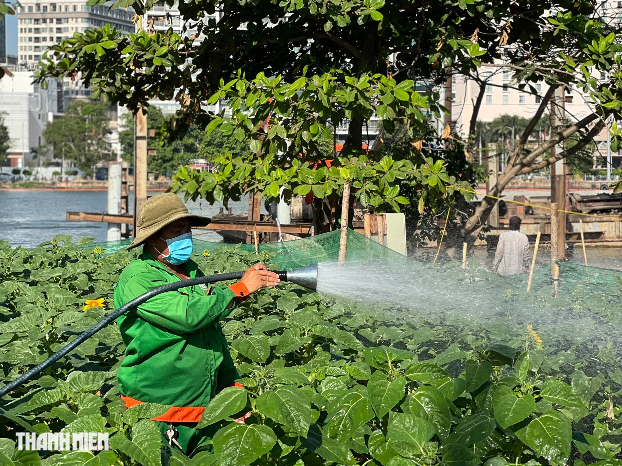 Vườn hoa hướng dương khổng lồ bên sông Sài Gòn sẵn sàng đón khách, chào năm mới 2024- Ảnh 6.