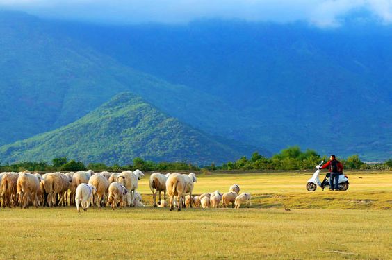 Ninh Thuận có làng Mông Cổ, tháp Po Klong Garai và đàn cừu lên hình đẹp 'xỉu'- Ảnh 3.