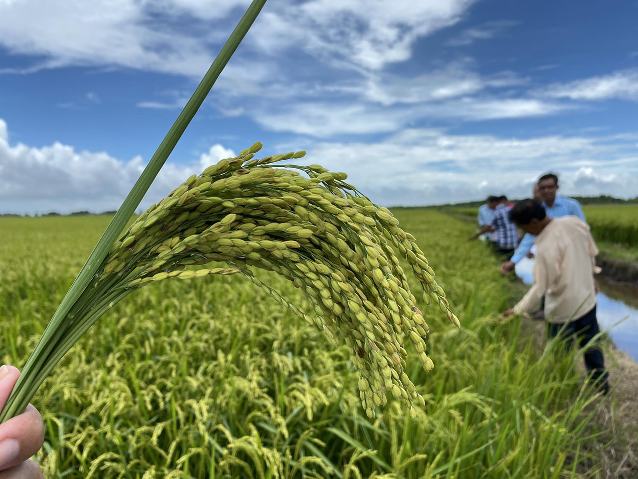 GS-TS Võ Tòng Xuân: Đích đến lớn nhất của việc làm ra giống lúa tốt là để nông dân giàu có hơn- Ảnh 8.