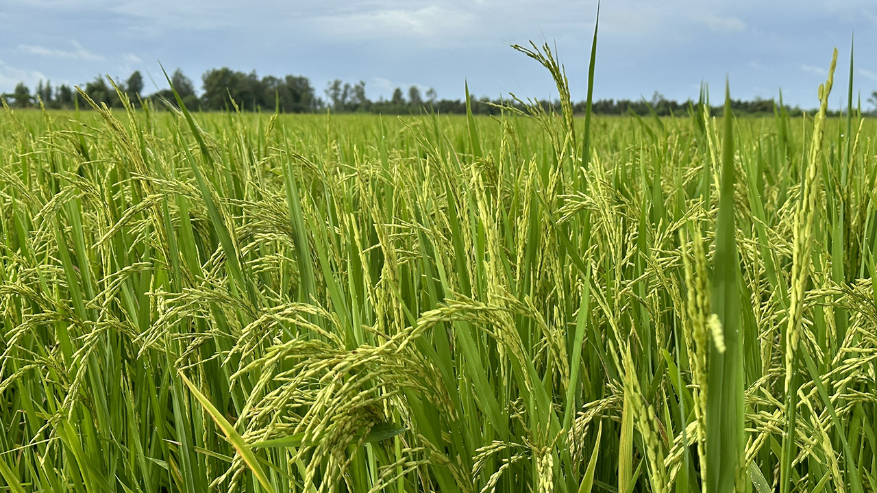 GS-TS Võ Tòng Xuân: Đích đến lớn nhất của việc làm ra giống lúa tốt là để nông dân giàu có hơn- Ảnh 9.