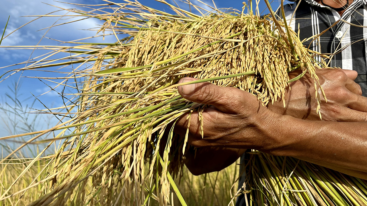 GS-TS Võ Tòng Xuân: Đích đến lớn nhất của việc làm ra giống lúa tốt là để nông dân giàu có hơn- Ảnh 12.