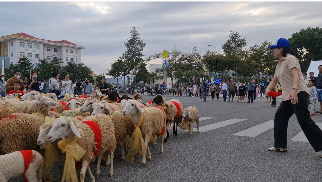 Đàn cừu 300 con trình diễn trên đường phố Ninh Thuận- Ảnh 5.