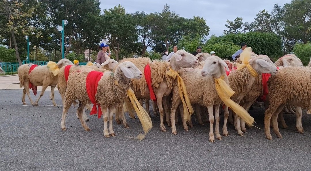 Đàn cừu 300 con trình diễn trên đường phố Ninh Thuận- Ảnh 4.