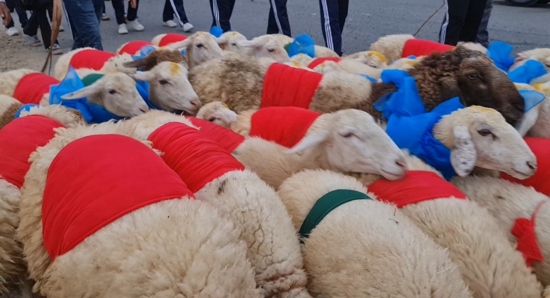 Đàn cừu 300 con trình diễn trên đường phố Ninh Thuận- Ảnh 3.