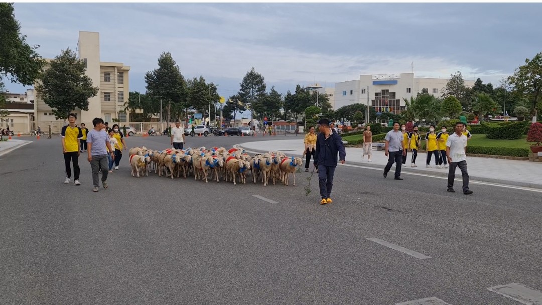 Đàn cừu 300 con trình diễn trên đường phố Ninh Thuận- Ảnh 2.