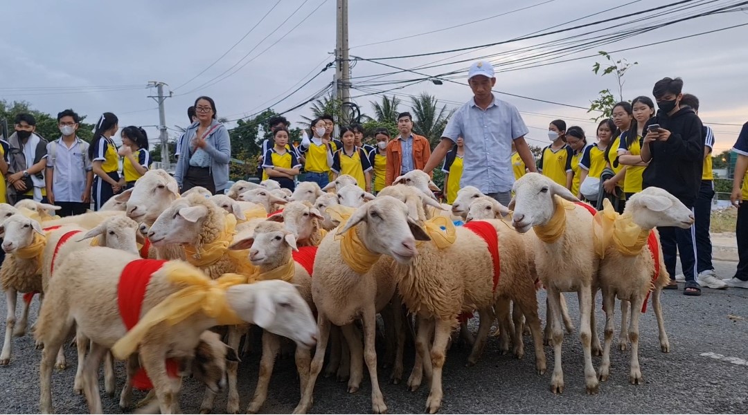 Đàn cừu 300 con trình diễn trên đường phố Ninh Thuận- Ảnh 1.