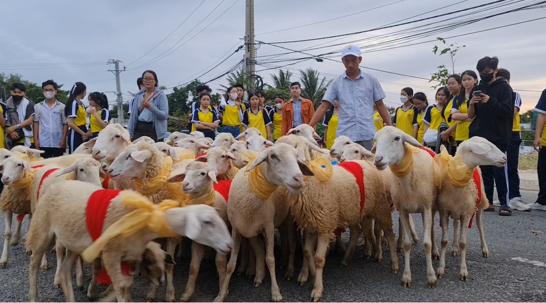 Đàn cừu 300 con trình diễn trên đường phố Ninh Thuận- Ảnh 1. Đàn cừu 300 con trình diễn trên đường phố Ninh Thuận- Ảnh 1.