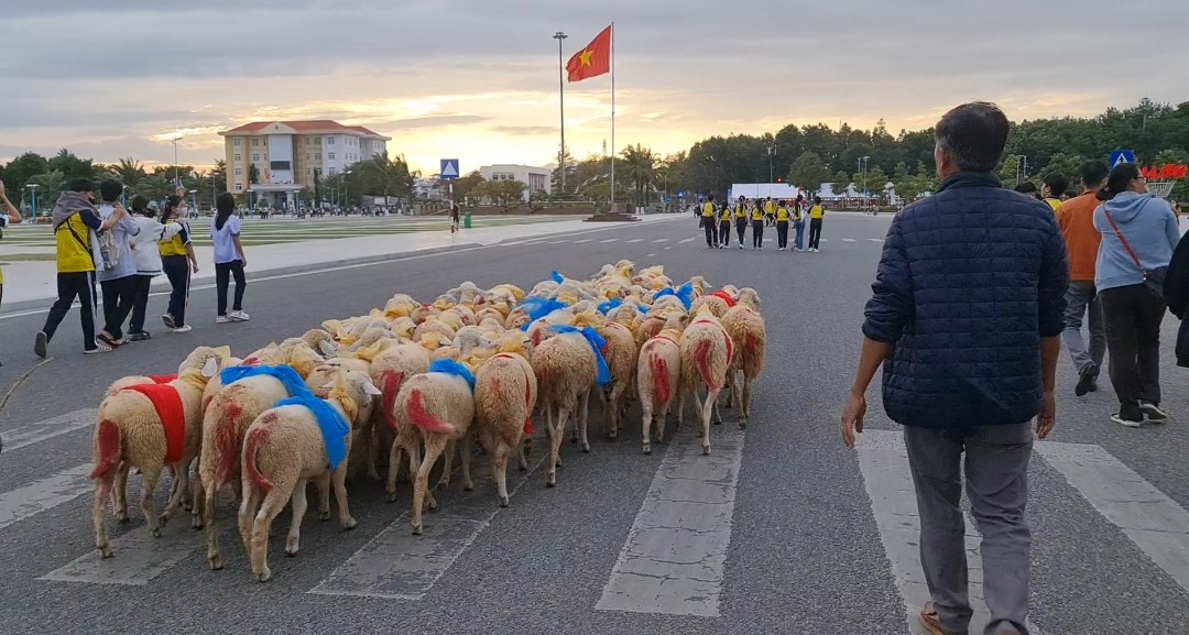 Đàn cừu 300 con trình diễn trên đường phố Ninh Thuận- Ảnh 6.