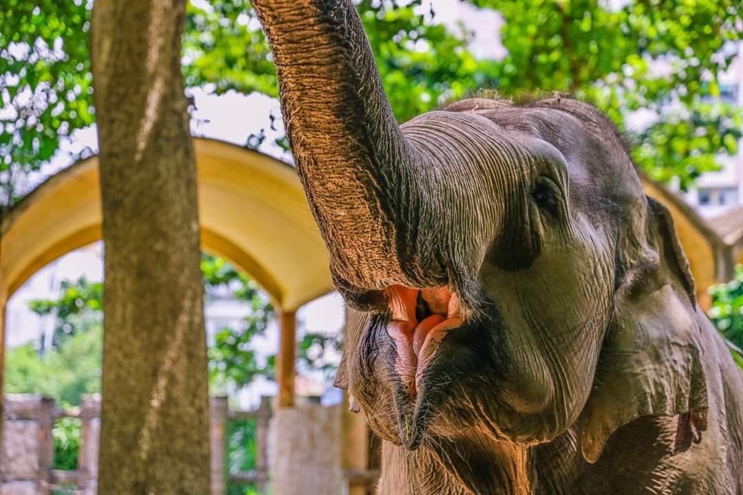 Khoảnh khắc ấn tượng của voi, hà mã, hươu cao cổ... ở Thảo Cầm Viên Sài Gòn- Ảnh 2.