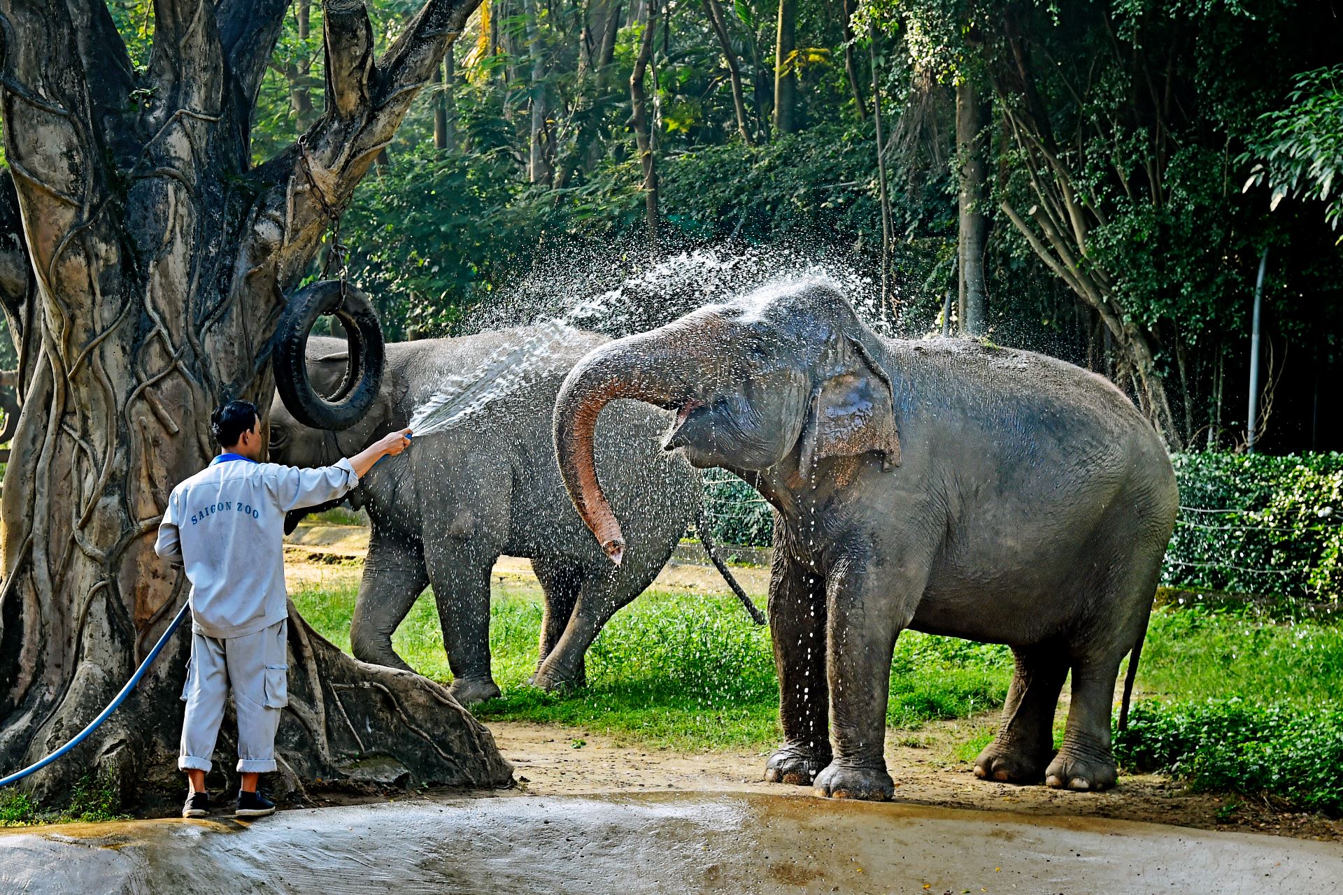 Khoảnh khắc ấn tượng của voi, hà mã, hươu cao cổ... ở Thảo Cầm Viên Sài Gòn- Ảnh 1.