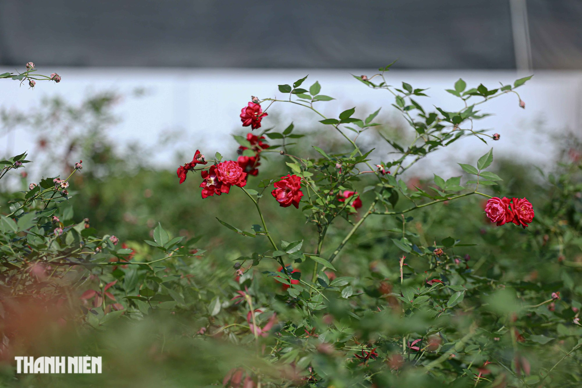 Giống hoa này cho hoa màu đỏ rất rực rỡ, cánh hoa đỏ đậm ở ngoài và có màu hồng sáng ở giữa, hương thơm ngọt dễ chịu với chu kỳ nở 40 ngày.