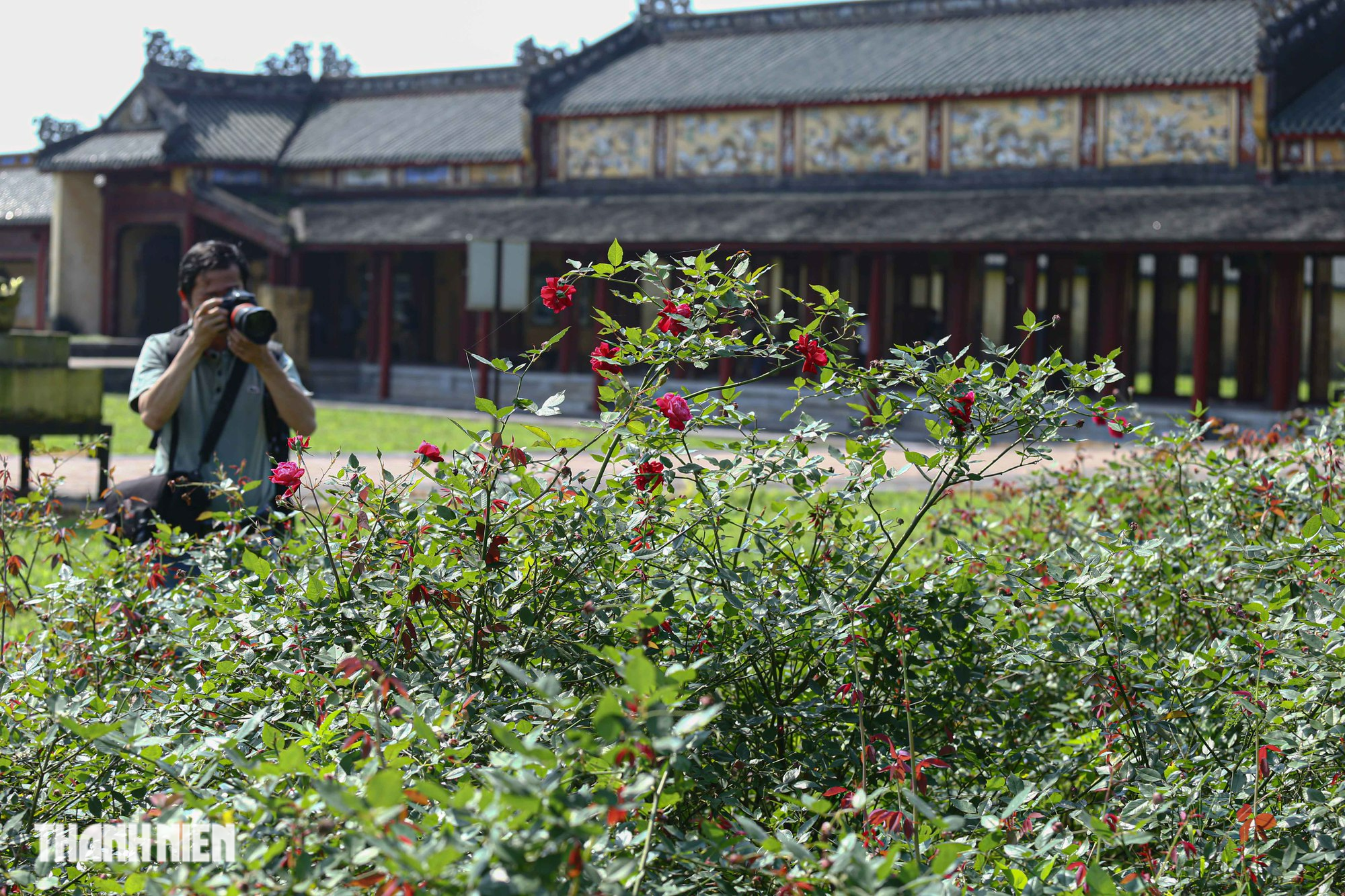 'Lạc' vào vườn hồng cổ từng bị lãng quên trong hoàng thành Huế - Ảnh 8.