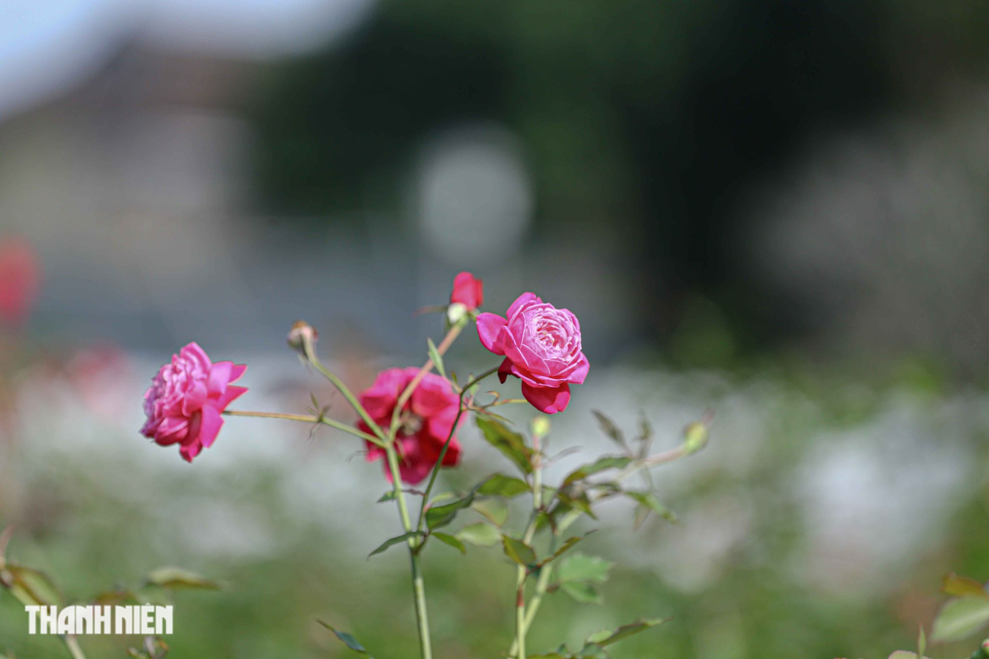 'Lạc' vào vườn hồng cổ từng bị lãng quên trong hoàng thành Huế - Ảnh 10.