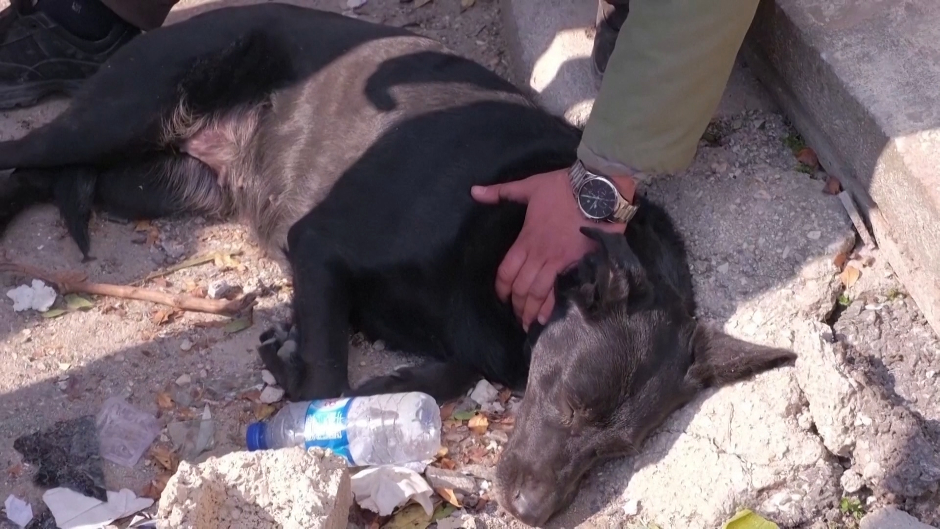 Động đất Thổ Nhĩ Kỳ-Syria: con chó đợi chủ nhân thoát ra khỏi đống đổ nát - Ảnh 1.