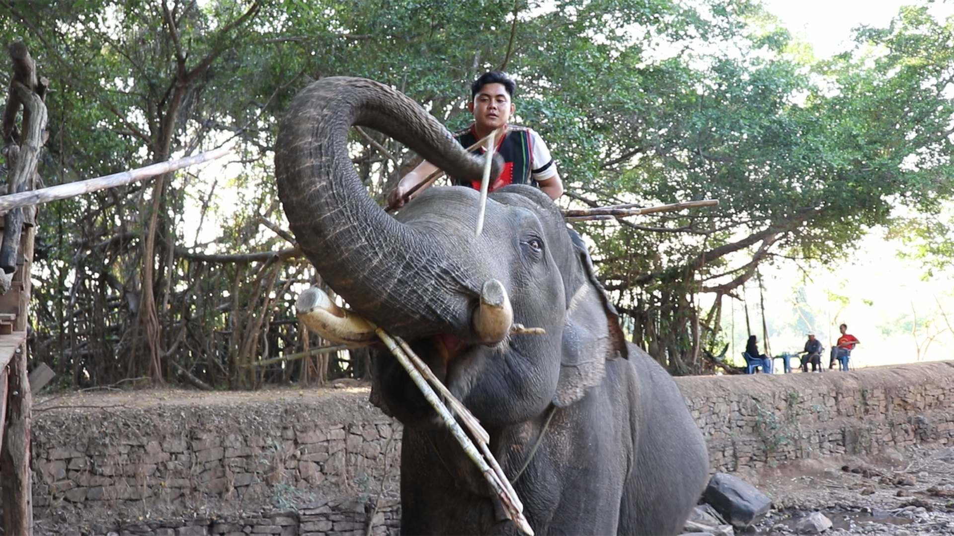 Chính thức dừng dịch vụ cưỡi voi ở Đắk Lắk: khách du lịch, nài voi nói gì?  - Ảnh 3.