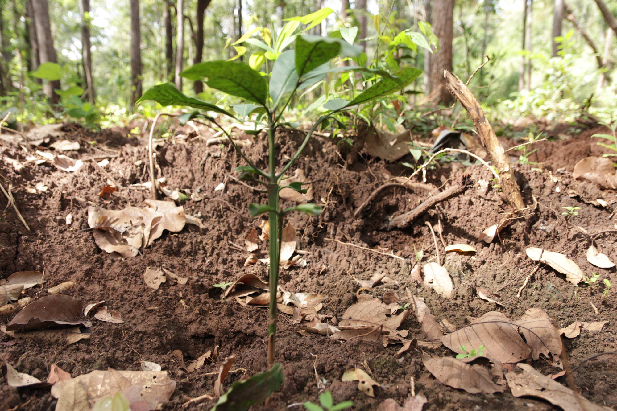 Vào rừng ‘săn’ hàng trăm cây thuốc rồi ươm những giống quý, trồng lại dưới tán rừng - Ảnh 4.