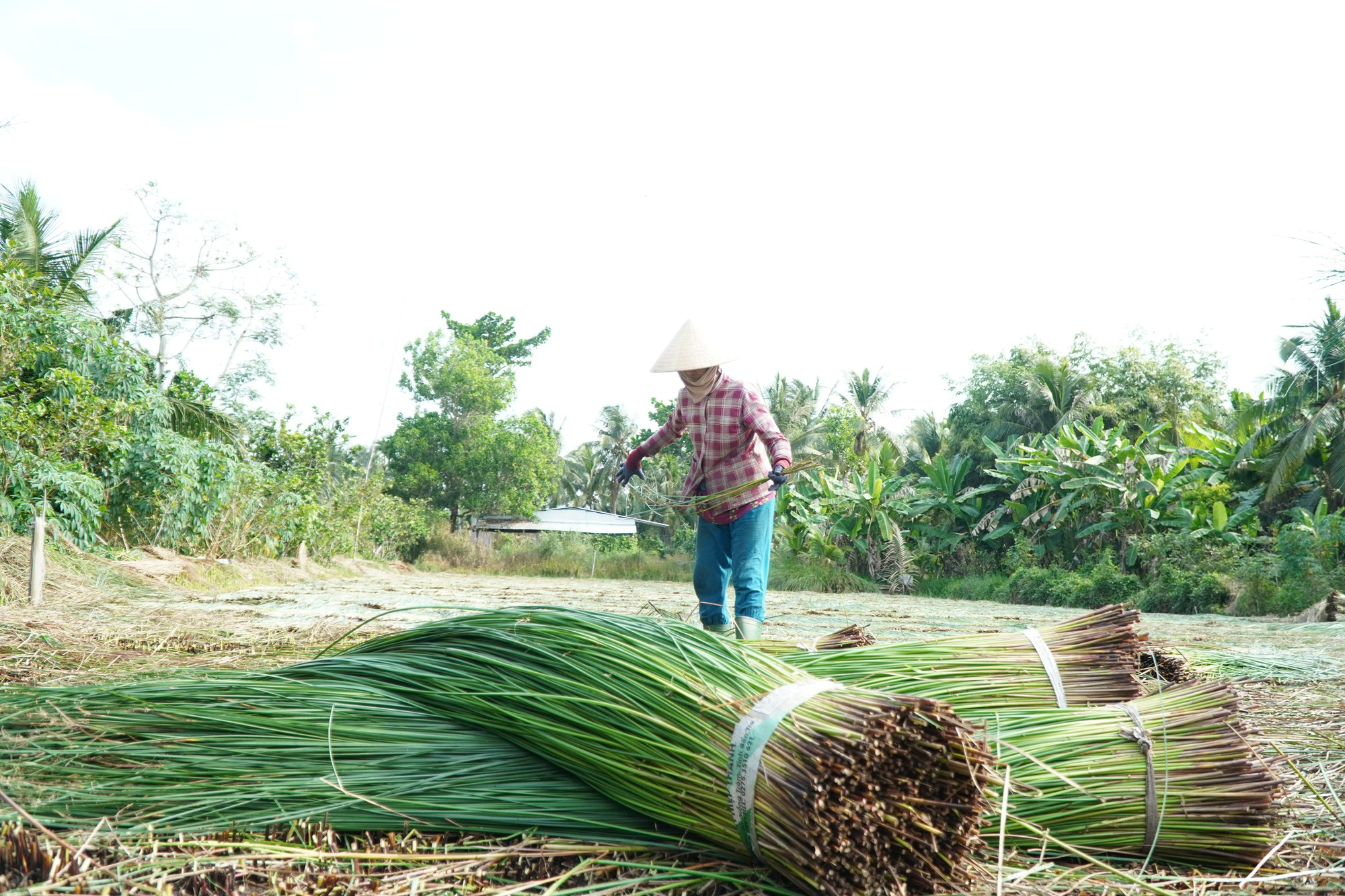 Giá cây lác hơn 20.000 đồng/kg, nông dân trà vinh thu chục triệu mỗi công - Ảnh 5.