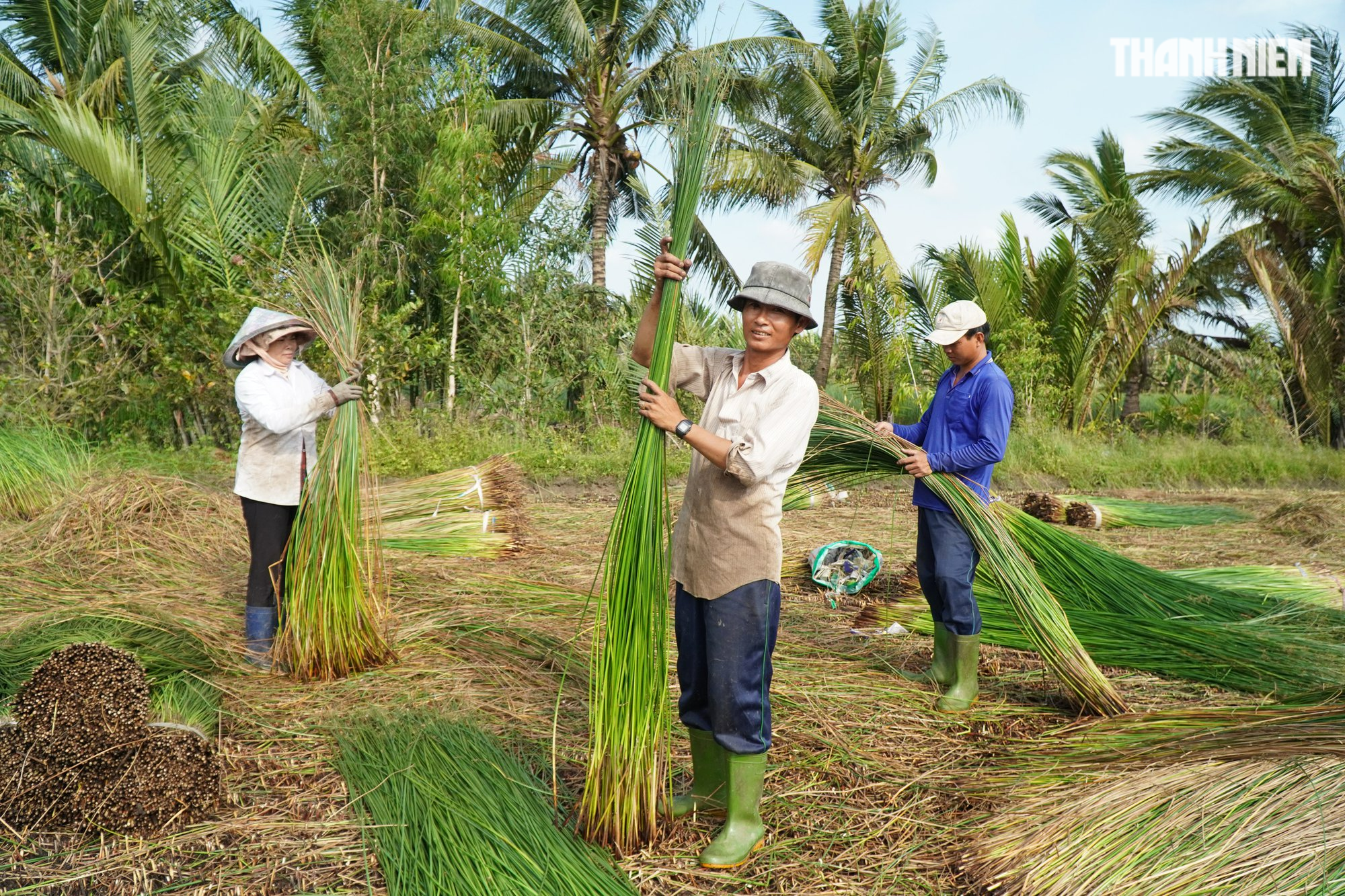 Giá cây lác hơn 20.000 đồng/kg, nông dân trà vinh thu chục triệu mỗi công - Ảnh 8.