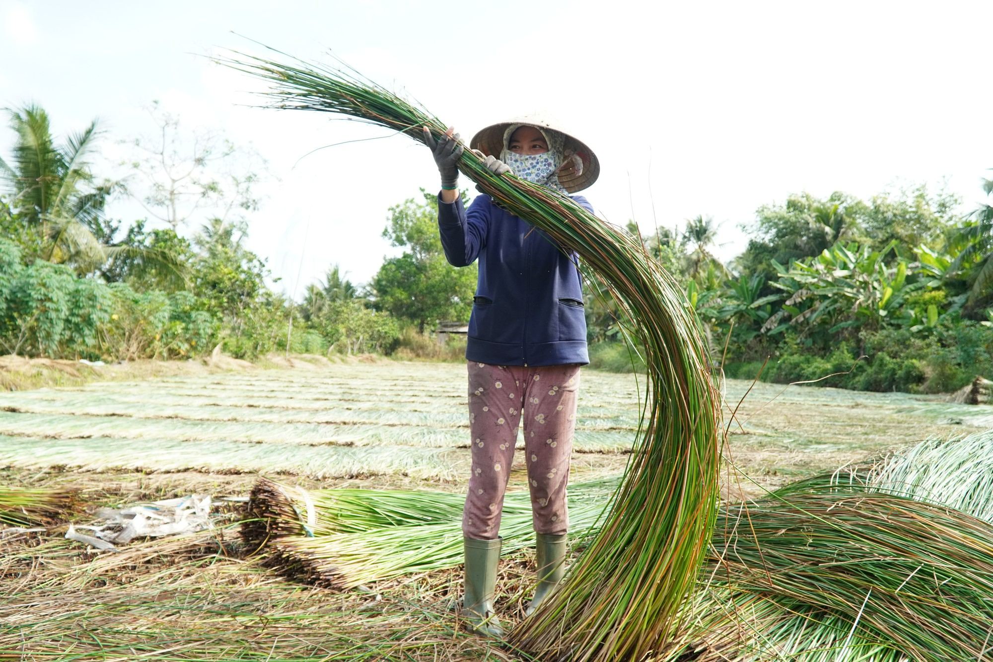 Giá cây lác hơn 20.000 đồng/kg, nông dân trà vinh thu chục triệu mỗi công - Ảnh 9.