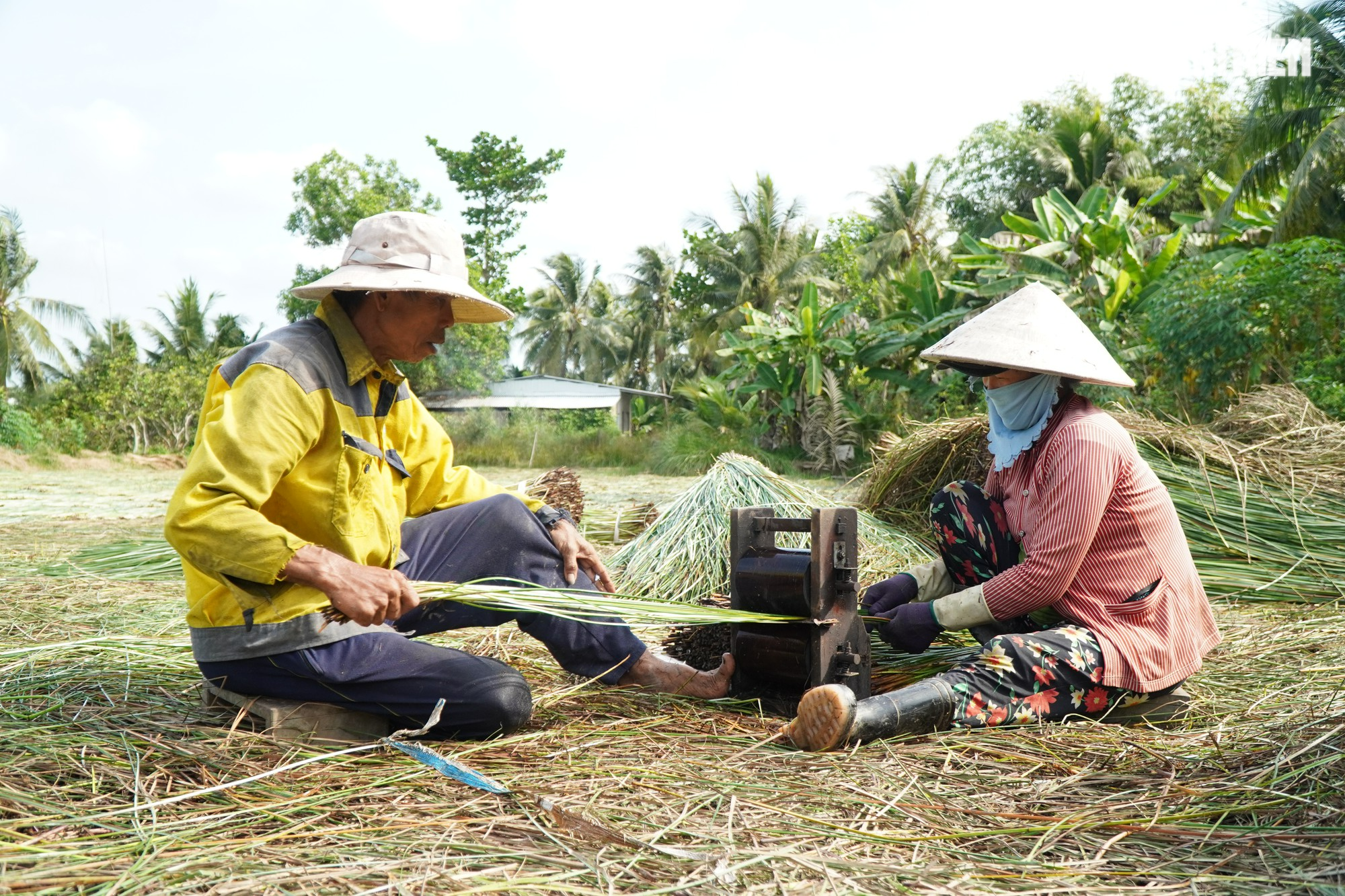 Giá cây lác hơn 20.000 đồng/kg, nông dân trà vinh thu chục triệu mỗi công - Ảnh 10.