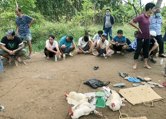 Sóc Trăng: Triệt xóa trường gà, bắt quả tang 15 nghi can - Ảnh 1.