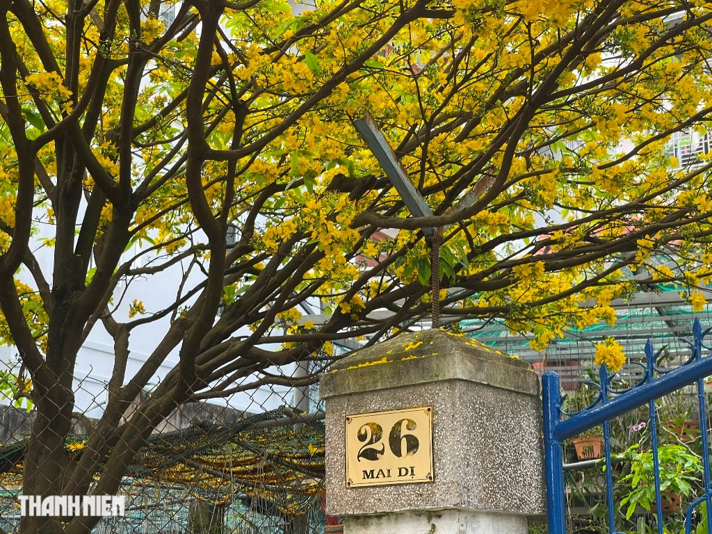 Chiêm ngưỡng cây mai vàng 40 năm tuổi 'trĩu hoa' ở Đà Nẵng - Ảnh 3.