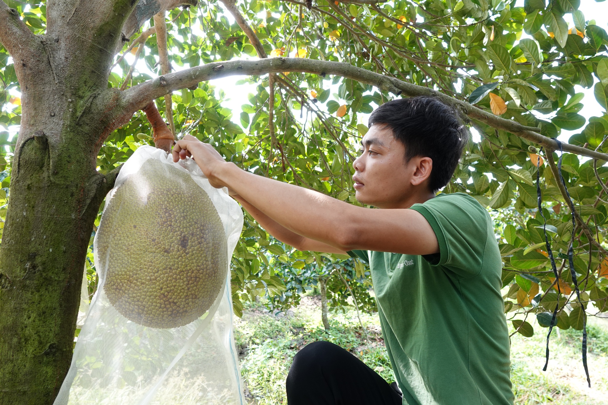 Cử nhân IT về quê trồng mít ruột đỏ thu hơn nửa tỉ mỗi năm - Ảnh 2.