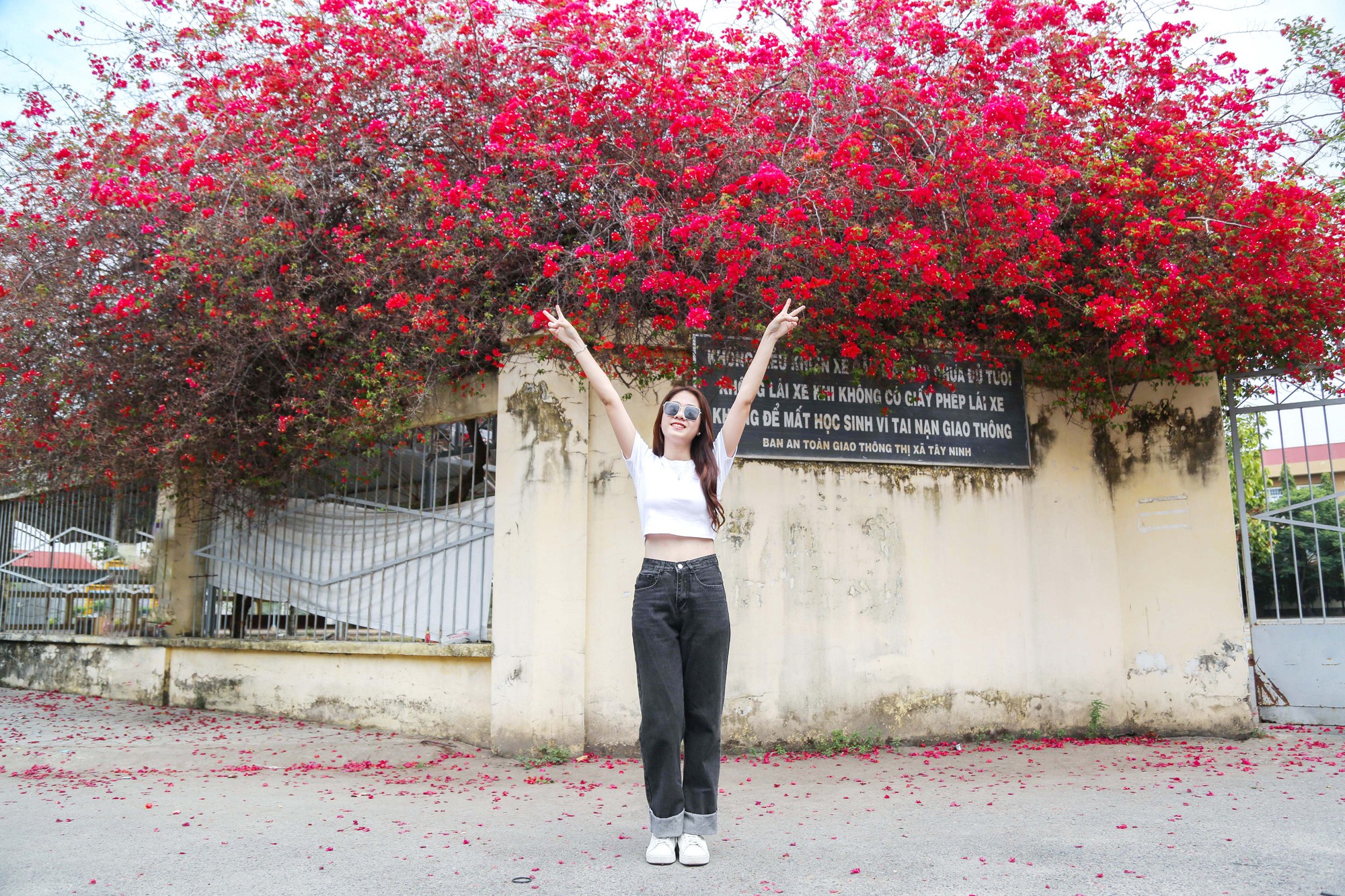 Giới trẻ hào hứng &quot;check in&quot; giàn hoa giấy trước cổng trường hot nhất Tây Ninh - Ảnh 1.