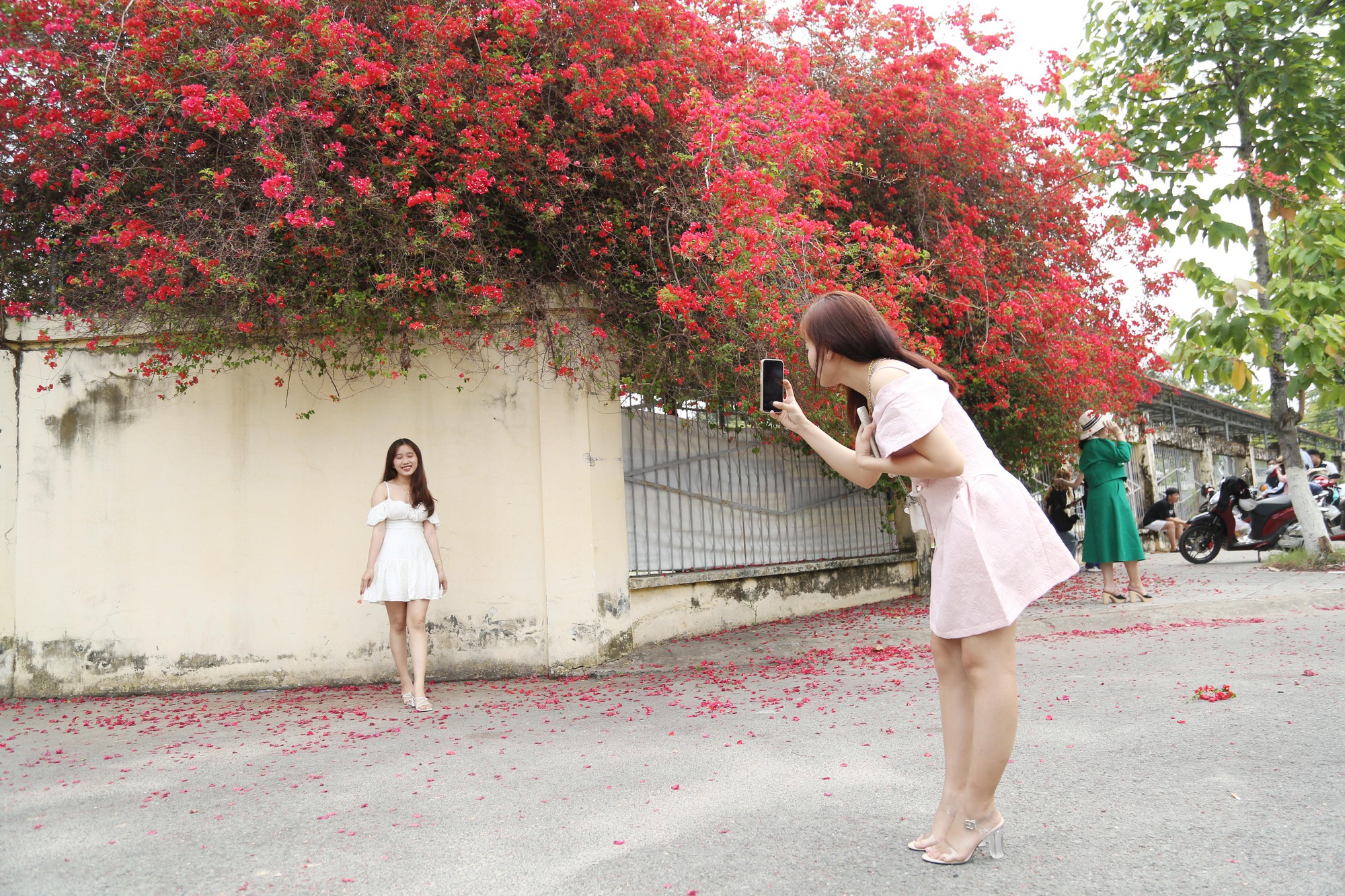 Giới trẻ hào hứng &quot;check in&quot; giàn hoa giấy trước cổng trường hot nhất Tây Ninh - Ảnh 6.