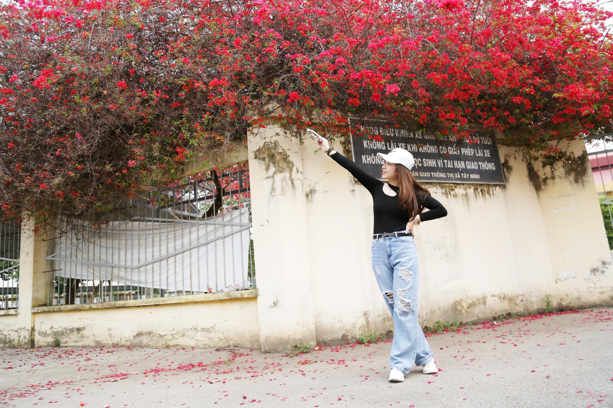 Giới trẻ hào hứng &quot;check in&quot; giàn hoa giấy trước cổng trường hot nhất Tây Ninh - Ảnh 3.