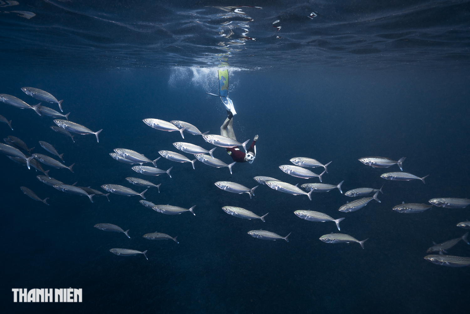 'Kỳ thú': Nhiếp ảnh gia Việt mê săn ảnh dưới đại dương - Ảnh 12.