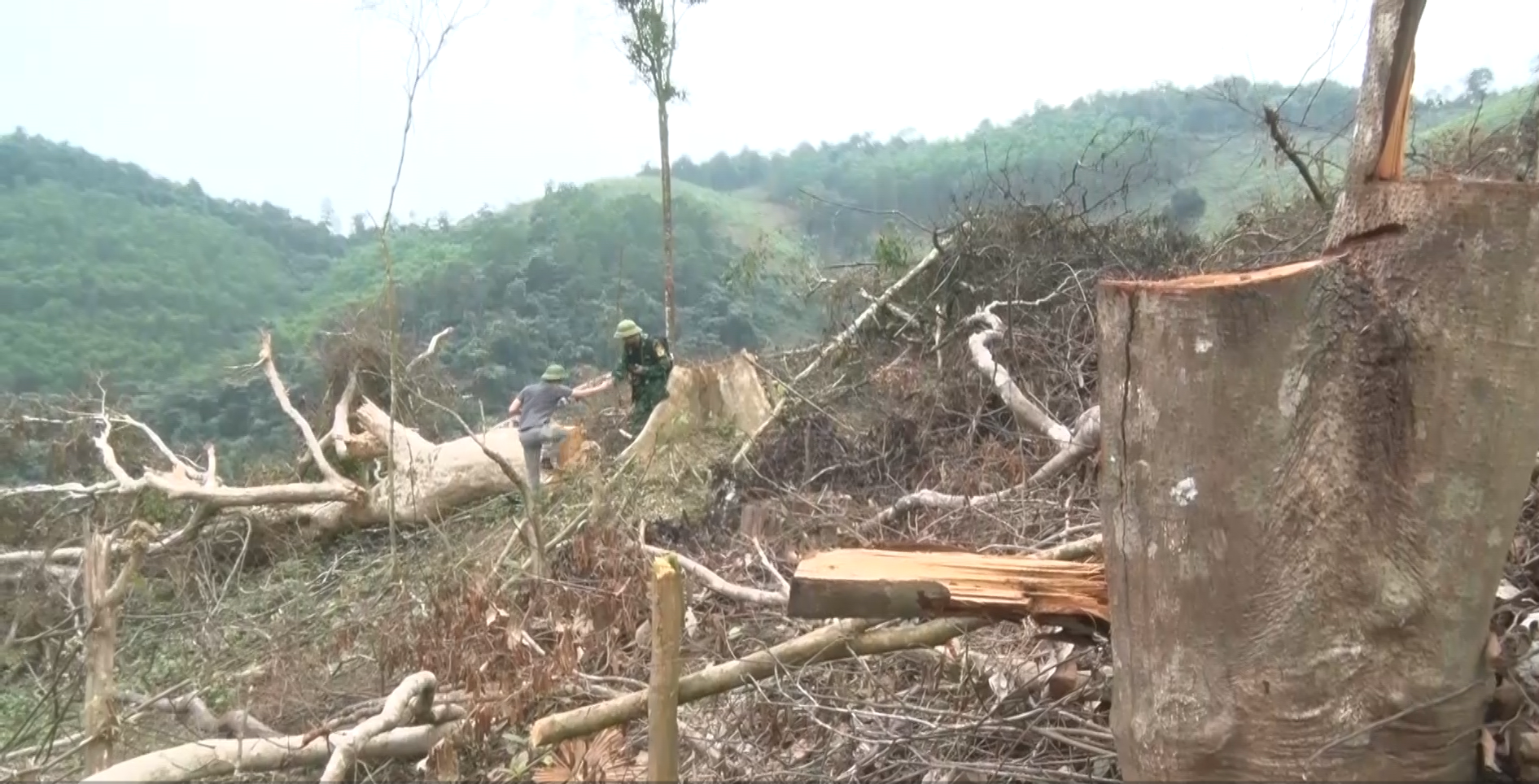 Sẽ kiểm điểm trách nhiệm kiểm lâm sau vụ phá rừng ở Quảng Bình - Ảnh 5.