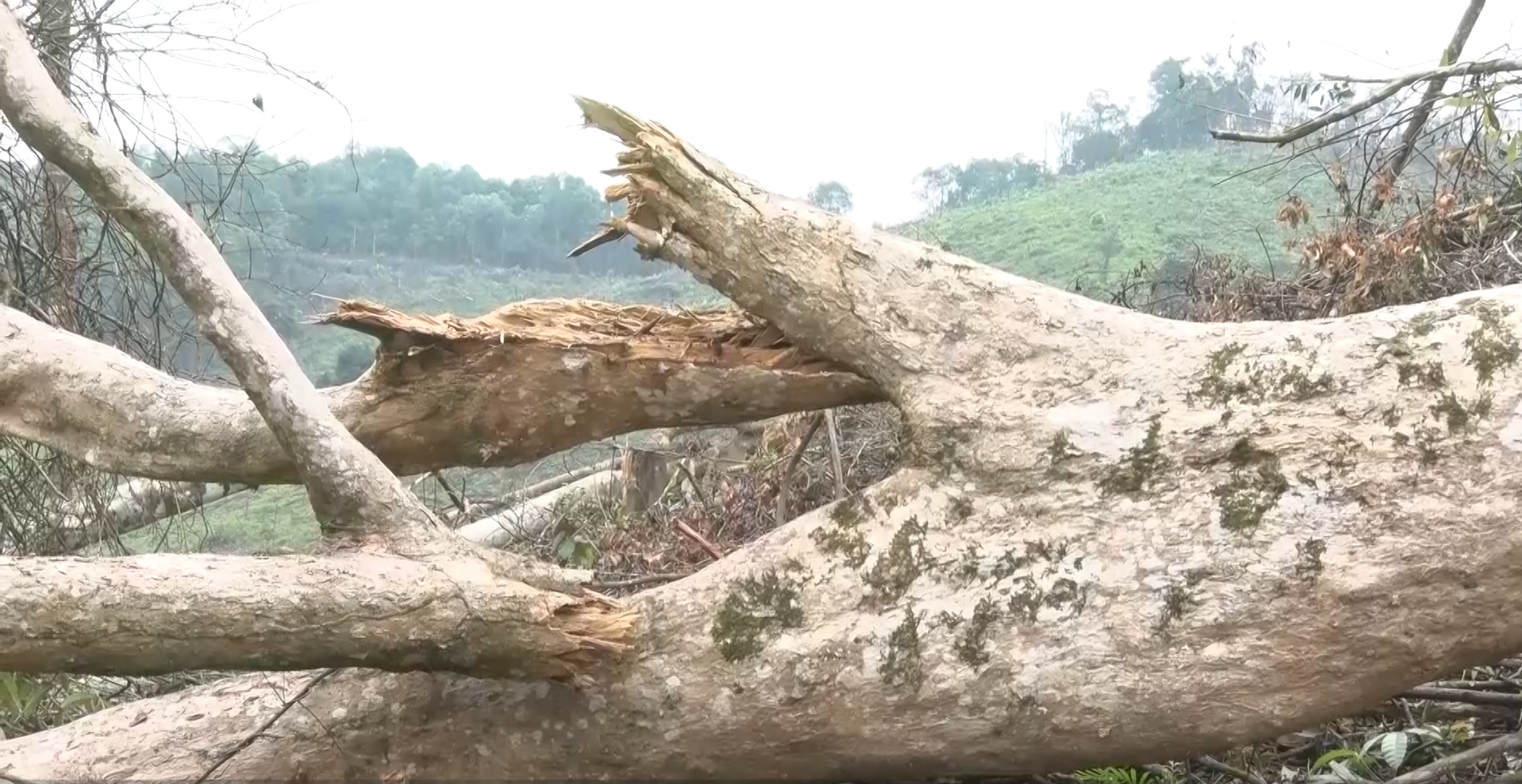 Sẽ kiểm điểm trách nhiệm kiểm lâm sau vụ phá rừng ở Quảng Bình - Ảnh 4.