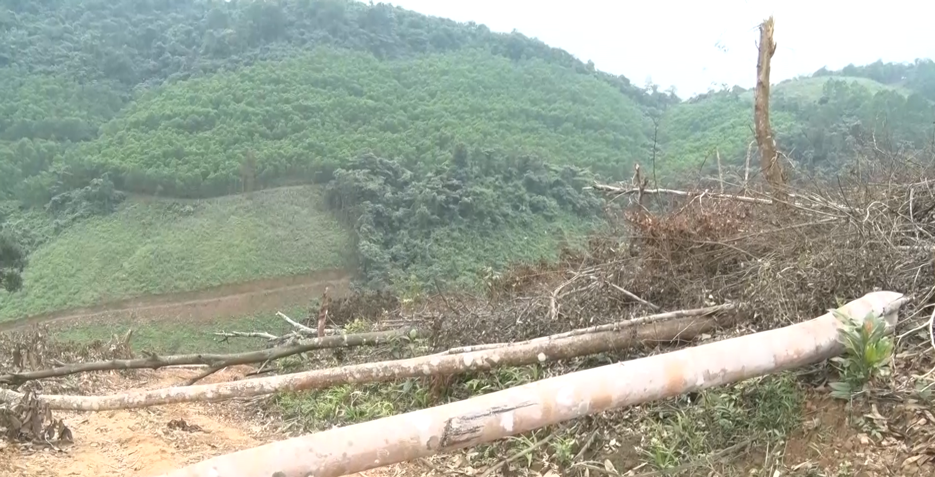Sẽ kiểm điểm trách nhiệm kiểm lâm sau vụ phá rừng ở Quảng Bình - Ảnh 3.
