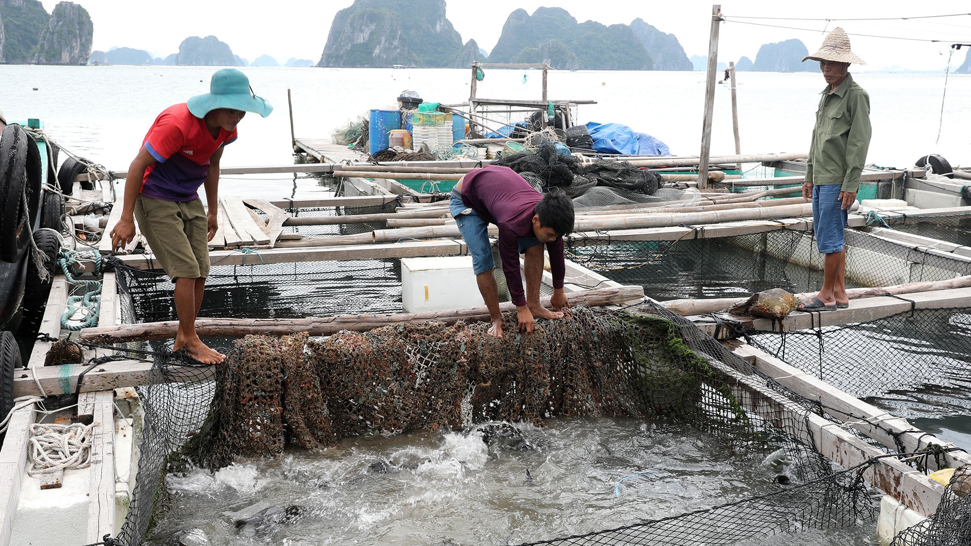 Quảng Ninh: Công ty than mua gần 5 tỉ đồng cá song cho nhân viên ăn rằm - Ảnh 1.