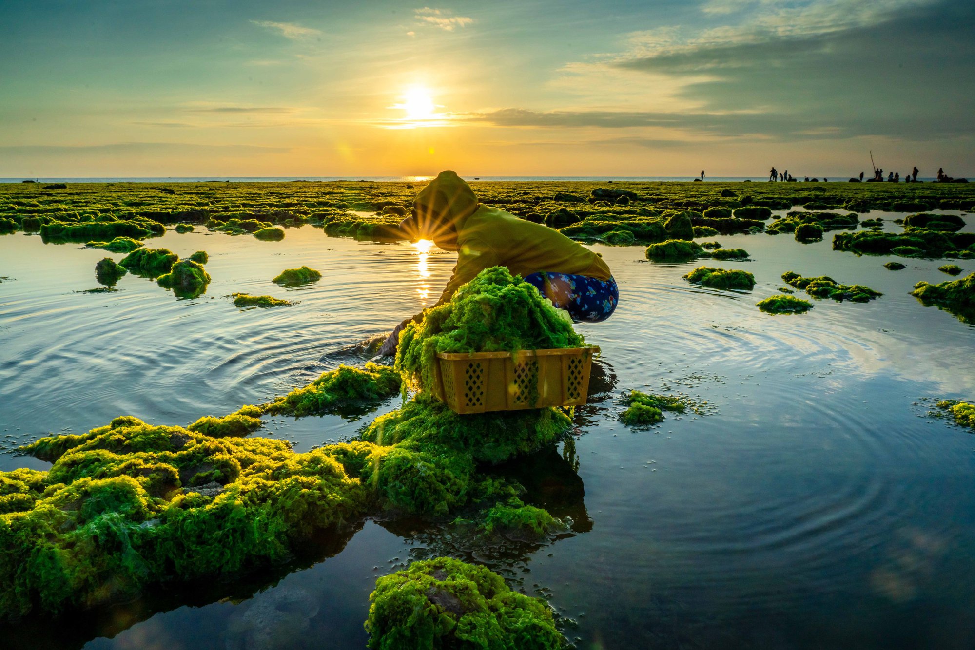 Mùa rêu nhuộm xanh bờ biển Ninh Thuận - Ảnh 3.
