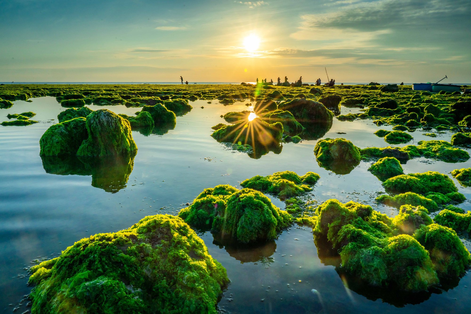 Mùa rêu nhuộm xanh bờ biển Ninh Thuận - Ảnh 5.