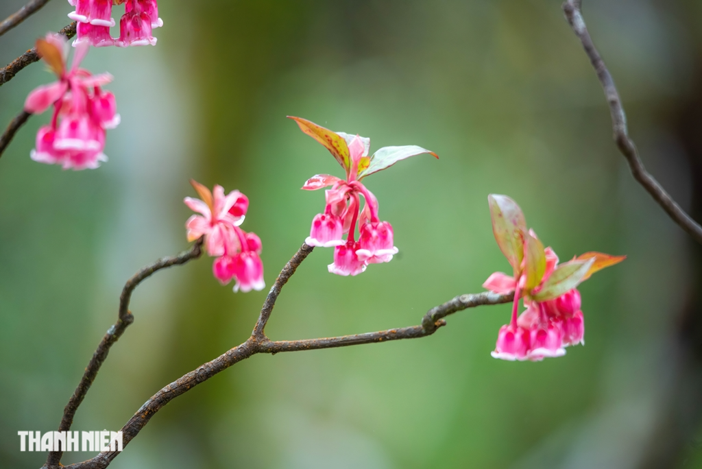 Ngắm hoa đào chuông bừng nở trên đỉnh Bà Nà - Ảnh 4.