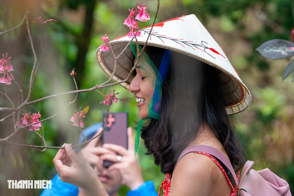 Ngắm hoa đào chuông bừng nở trên đỉnh Bà Nà - Ảnh 10.