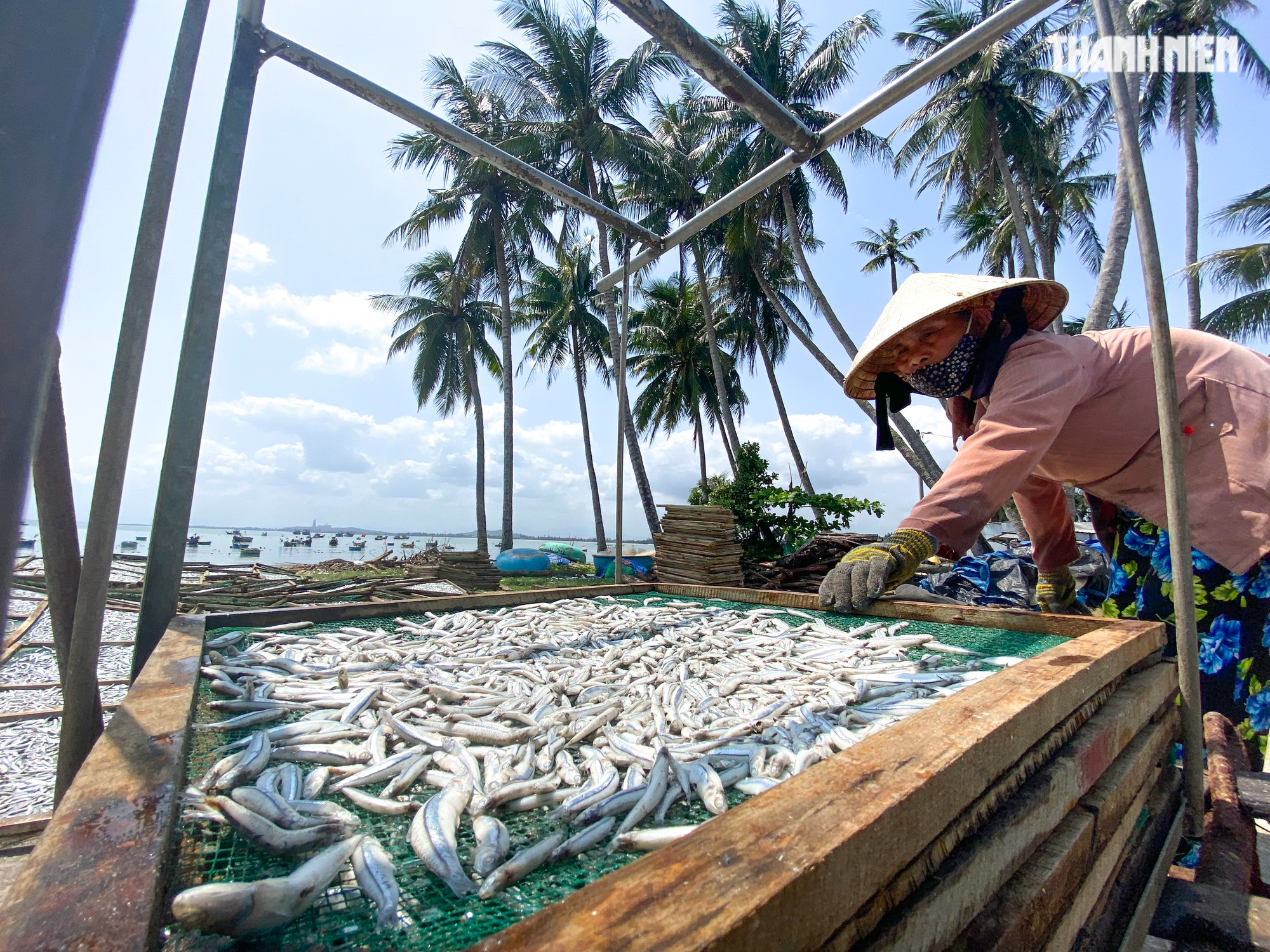 Mùa phơi cá cơm ở Quảng Ngãi - Ảnh 3.
