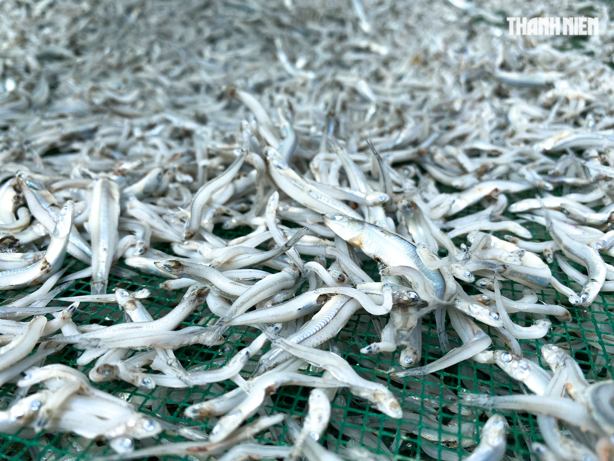 Mùa phơi cá cơm ở Quảng Ngãi - Ảnh 9.