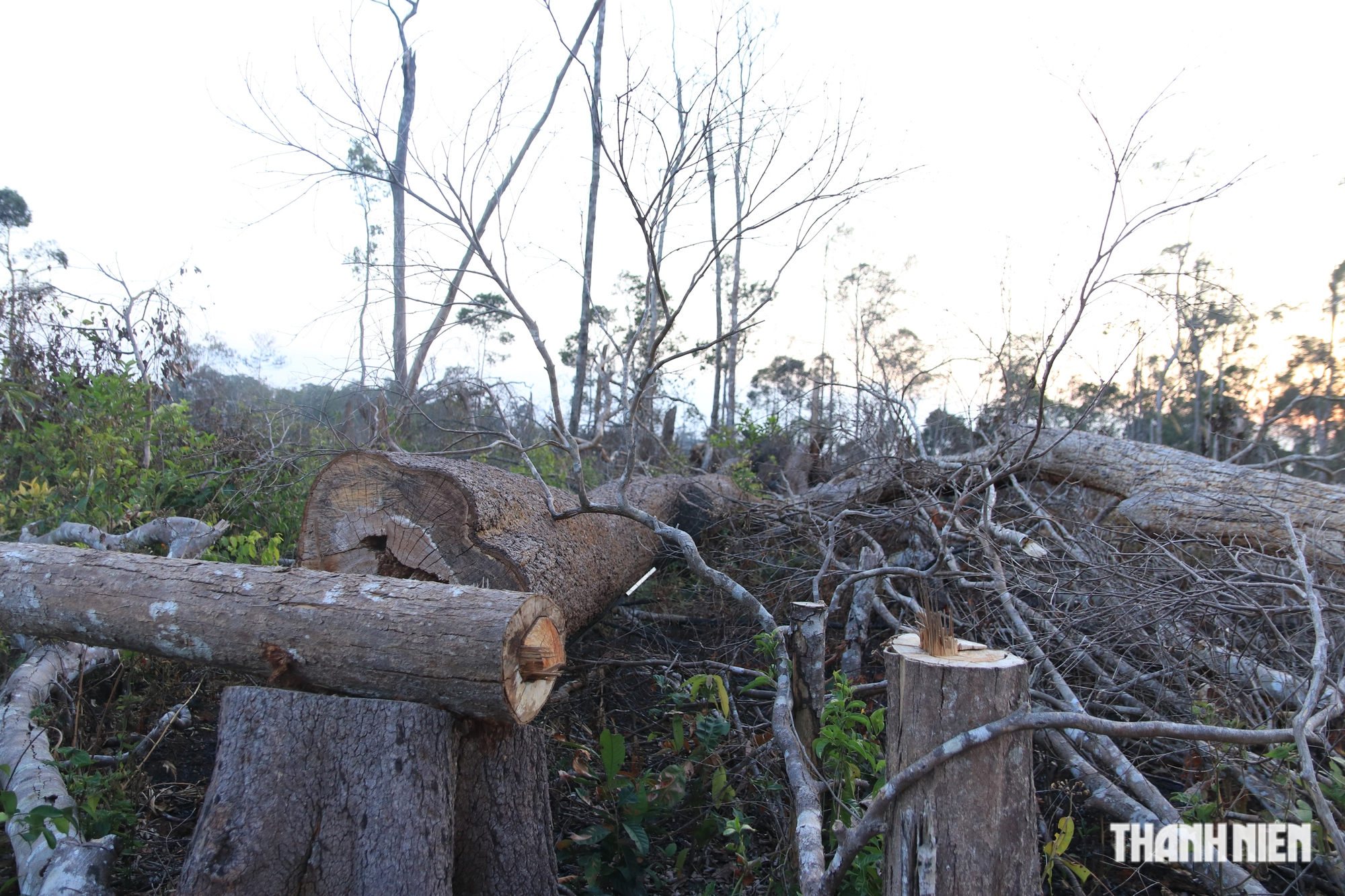 Cận cảnh những cánh rừng bị đốn hạ và đốt trụi ở tỉnh Đắk Nông - Ảnh 1.