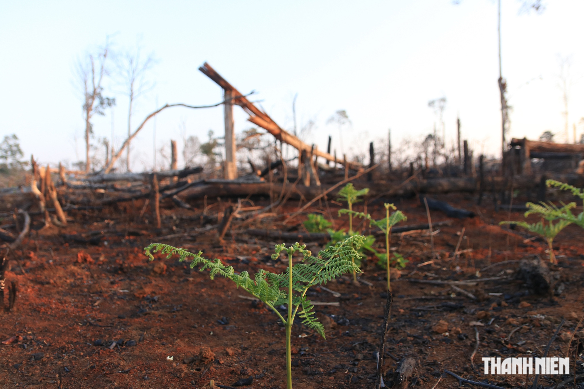 Cận cảnh những cánh rừng bị đốn hạ và đốt trụi ở tỉnh Đắk Nông - Ảnh 3.
