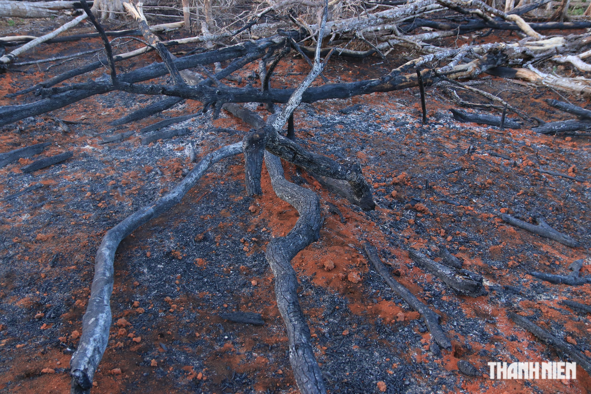 Cận cảnh những cánh rừng bị đốn hạ và đốt trụi ở tỉnh Đắk Nông - Ảnh 4.